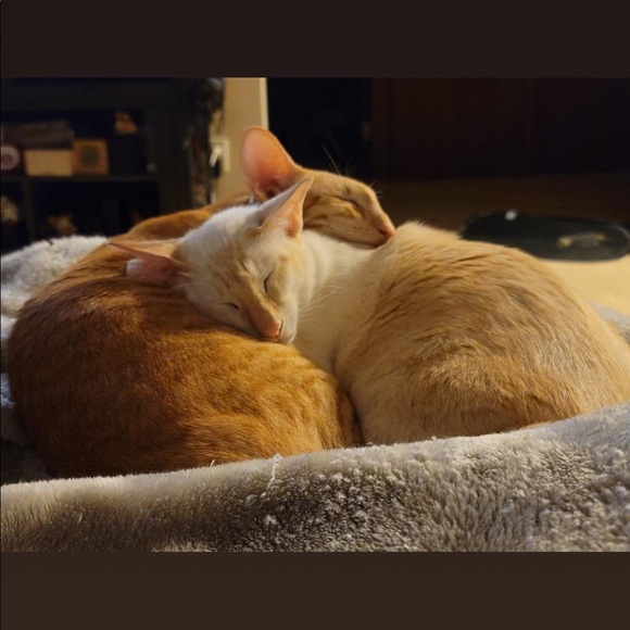 Meet your Posher, Ryleena - Picture 10 of 13